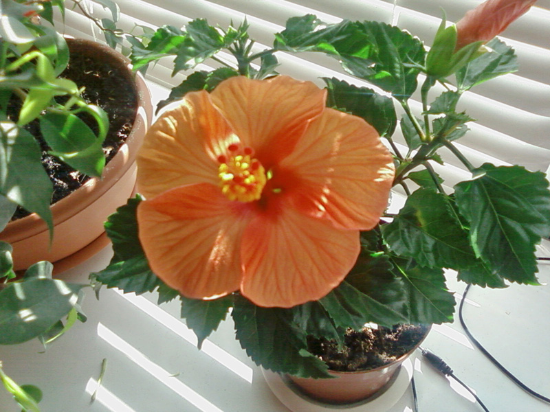 А это Канкан. Он у меня недавно живет. Стоит весь в бутончиках. Думаю мы с ним подружимся!