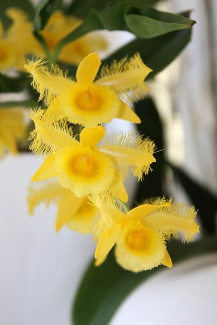 орхи едут в отпуск 4.jpg