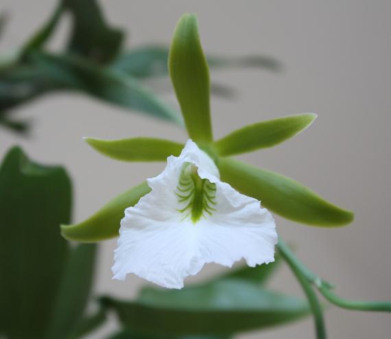 орхи едут в отпуск 3.jpg