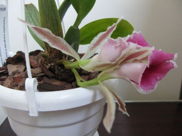 Trichopilia marginataXsuavis.JPG