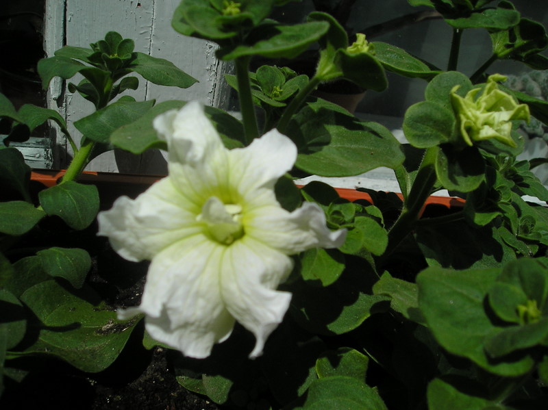 P1010020.JPG