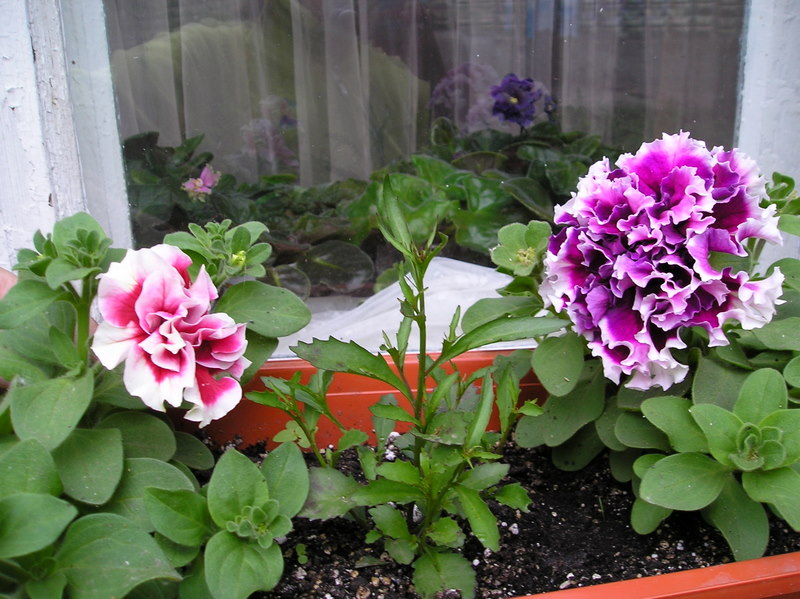 P1010137.JPG