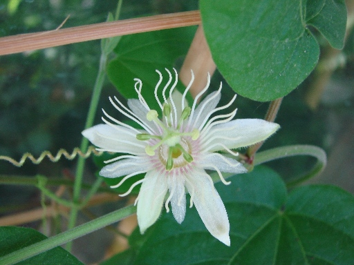 DSC06684а.JPG