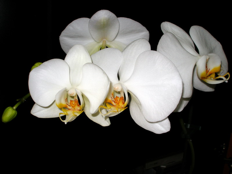 Phalaenopsis Oxford ?
