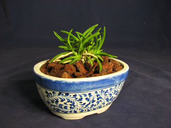 Neofinetia falcata Fukujumaru.jpg