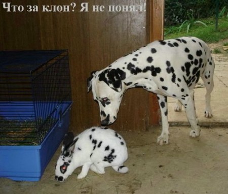 kroliki32.jpg