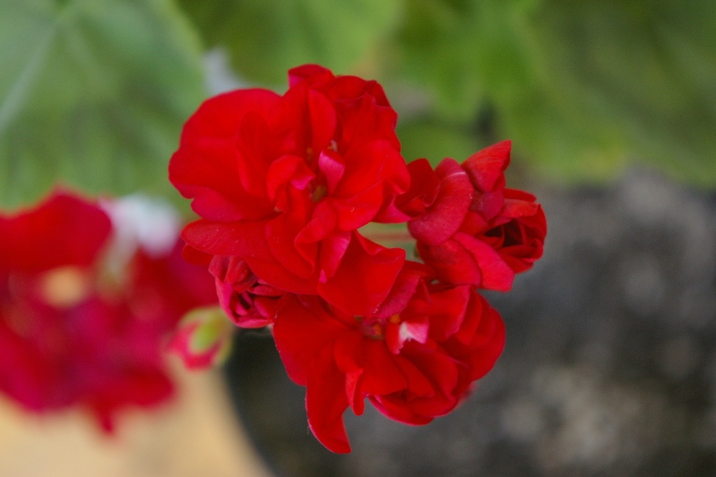 IMGP0165.JPG