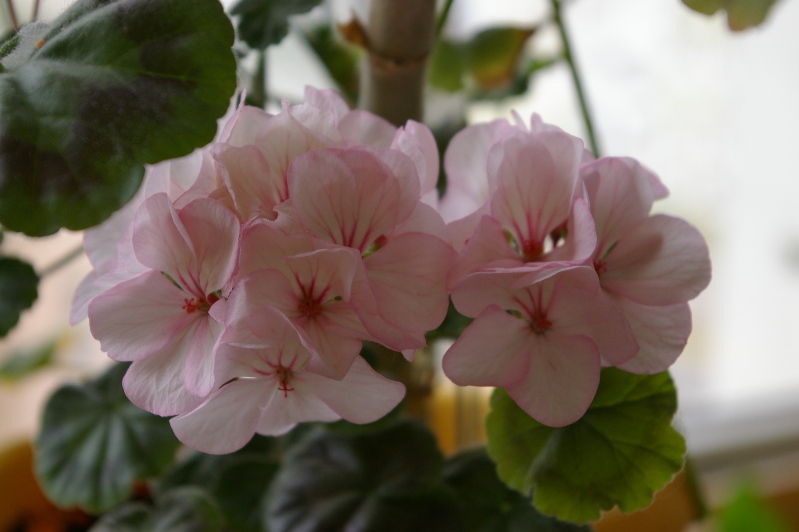 IMGP0214.JPG