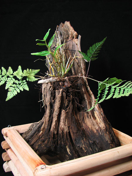 Den moniliforme wood.jpg