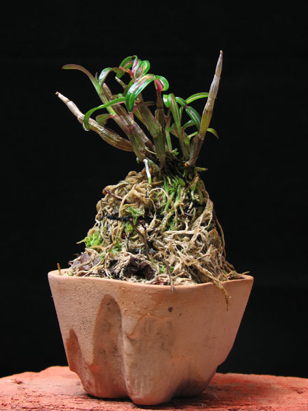 Dendrobium moniliforme Benisuzume.jpg