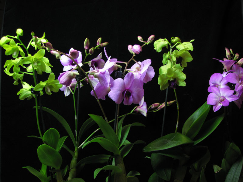 Dendrophalaenopsis.jpg