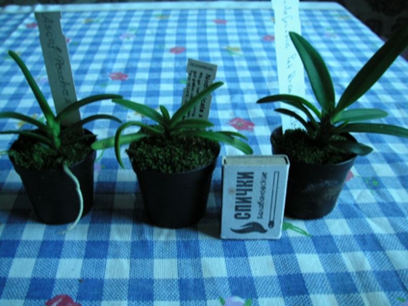 pict0131.jpg