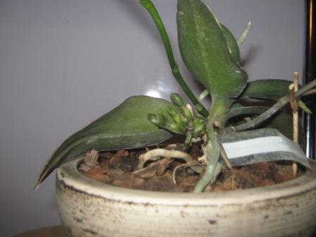 Копия IMG_0029.JPG