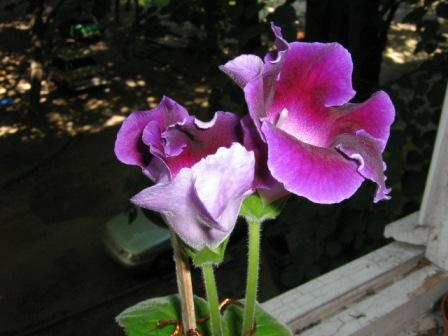 IMG_0571.jpg