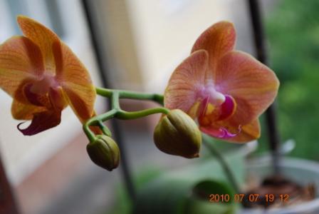 Taisuco Cocktail 'Orange'1.jpg