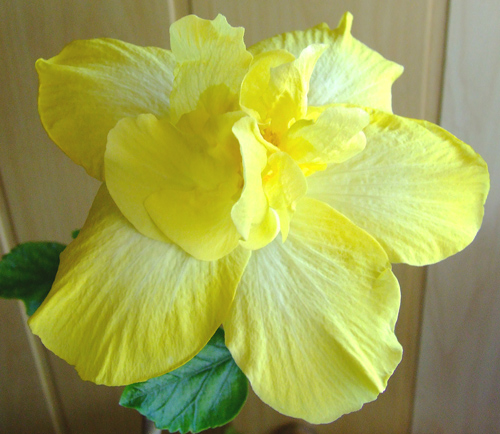 Hilo Island (его первое цветение у меня)