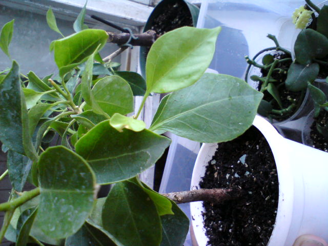 DSC00005.JPG
