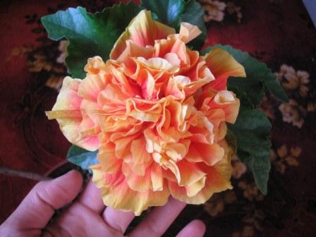 Beachball 1 forum.JPG