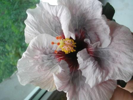 Mr Zimbelly 2 forum.JPG