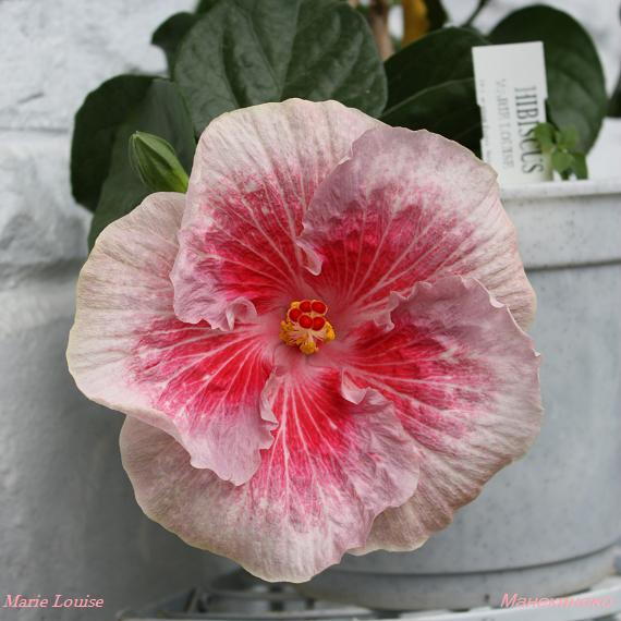 Marie Louise   1.jpg