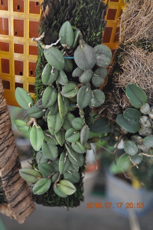 DSC_0822.JPG