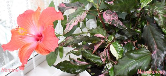 АIMG_0463  101208.jpg