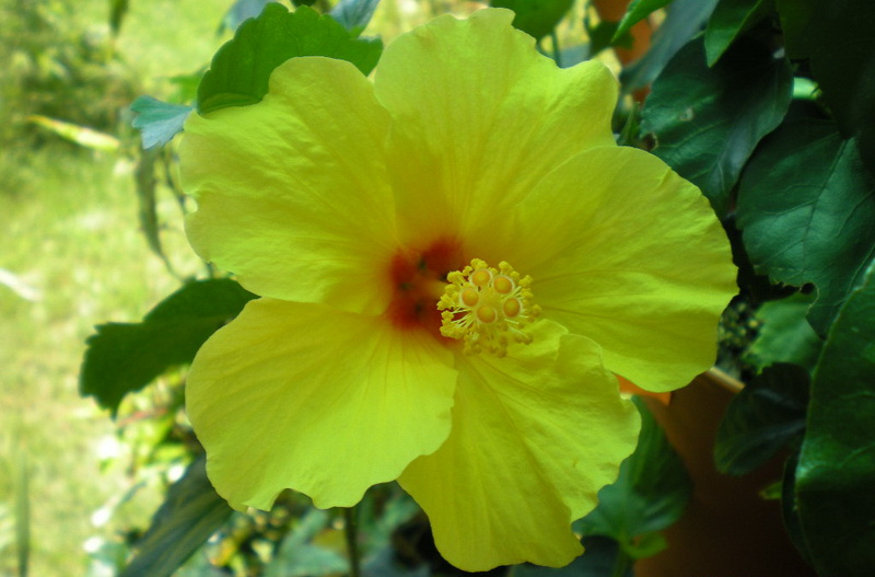 сегодня на даче) 004.jpg