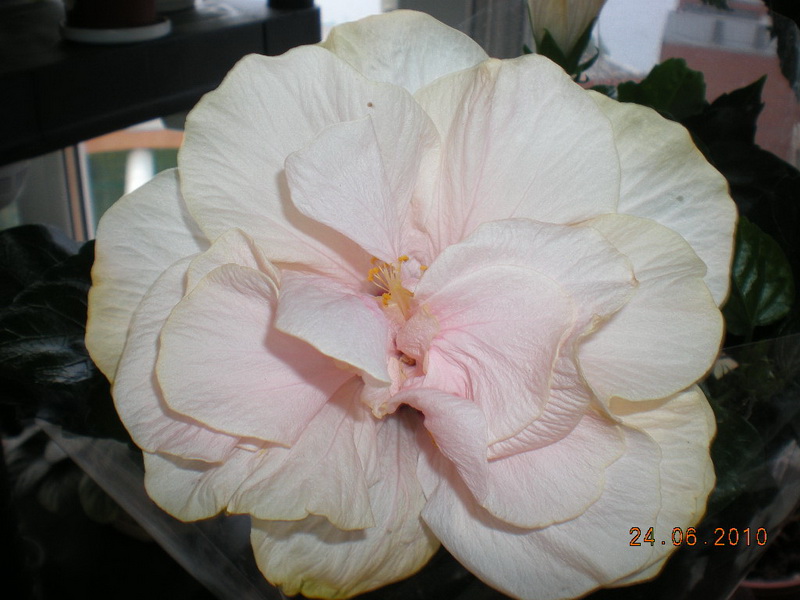 гибискусы махрушечки 003.jpg