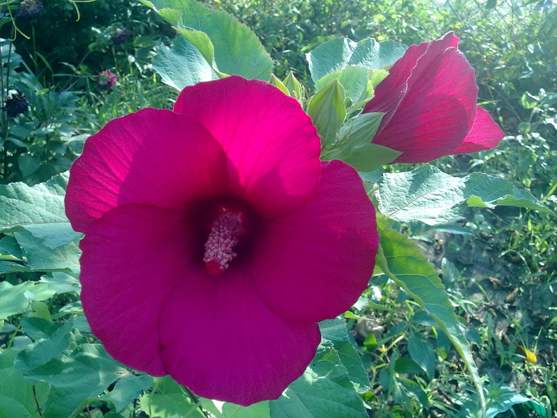 травянистый