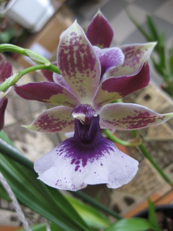 Зигопеталум RHEIN BLUE ANGEL