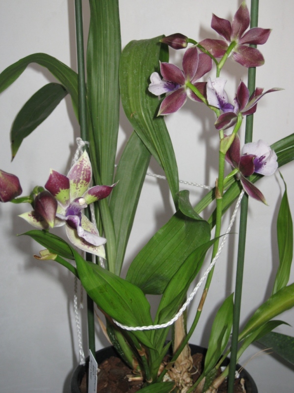 Зигопеталум RHEIN BLUE ANGEL