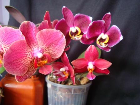 Phalaenopsis Jaguar + Golden Sun Bird Phalaenopsis Black Jack №1 Phalaenopsis Ho is Black Cherub "Orchis"