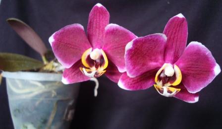Phalaenopsis Black Jack №1 (пахнет жасмином)