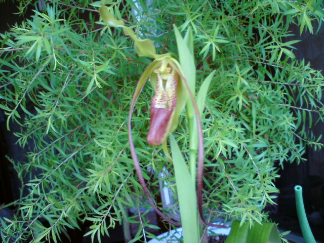 DSC01546.JPG