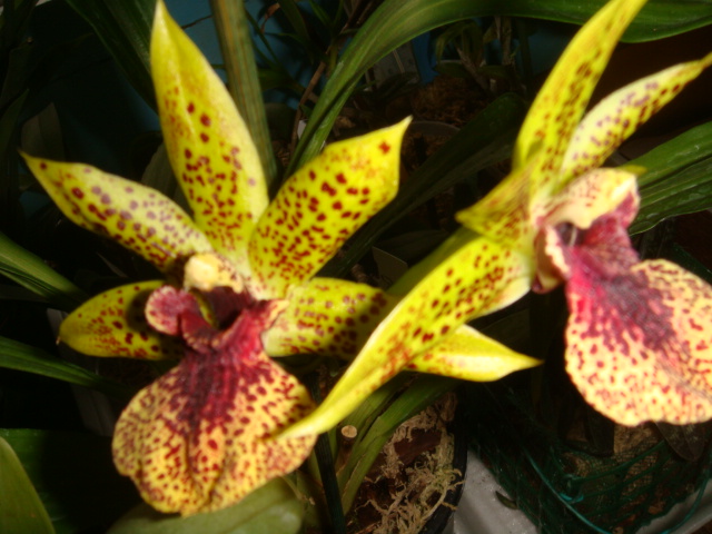 пропеталум