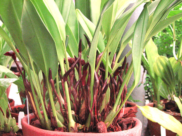 Maxillaria calantha 2.jpg