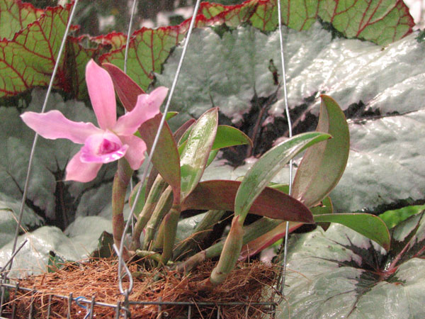 Sophrocattleya Beaufort.jpg