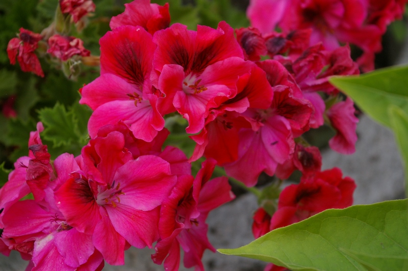 IMGP0301.JPG