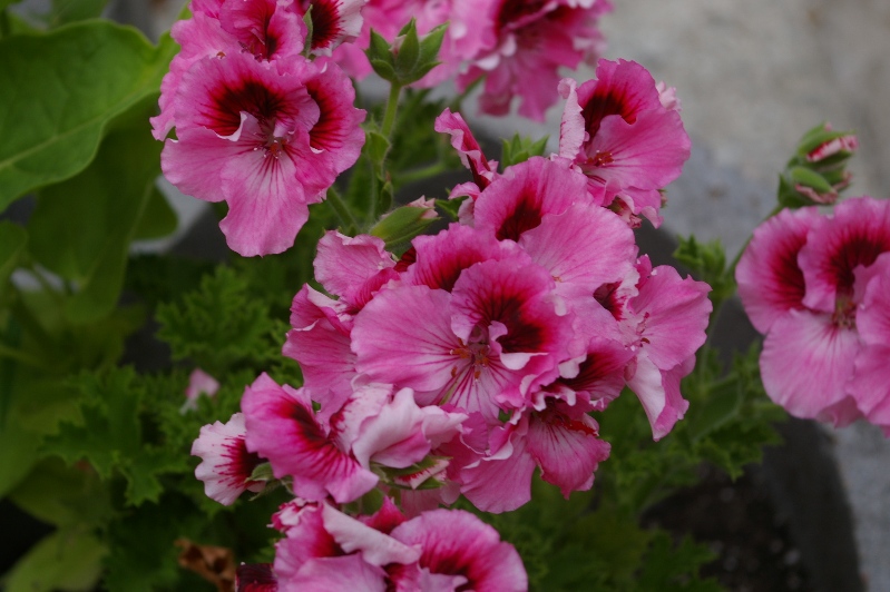 IMGP0300.JPG