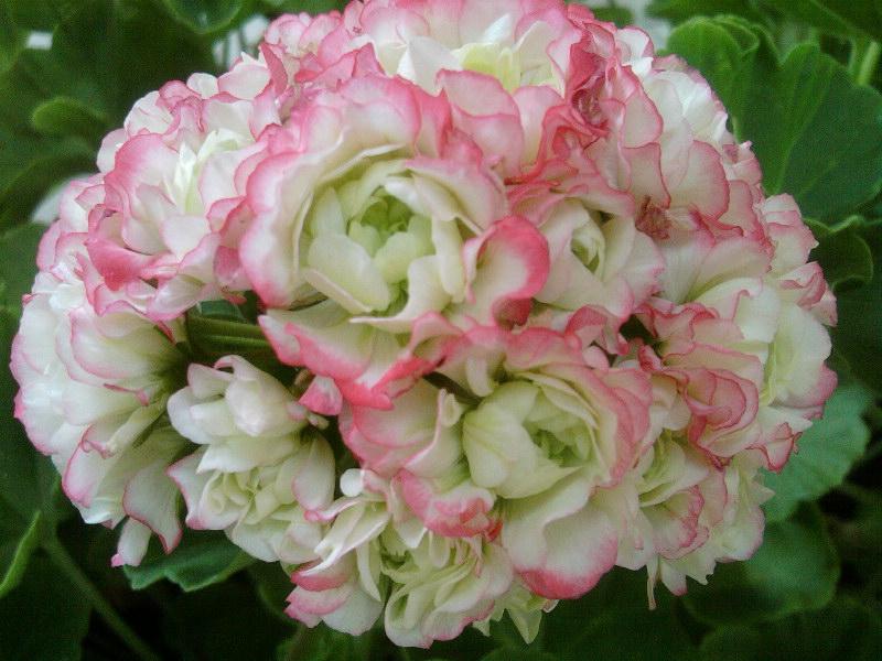SP_A6836.jpg