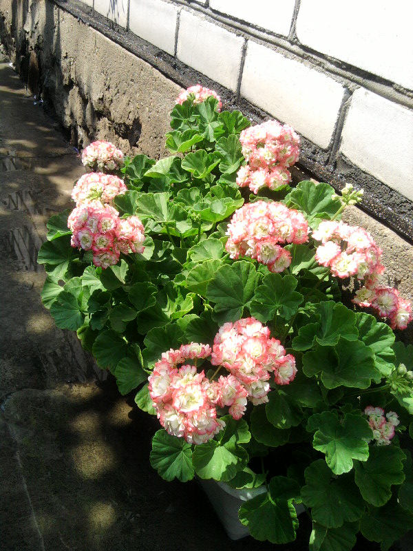 SP_A6846.jpg