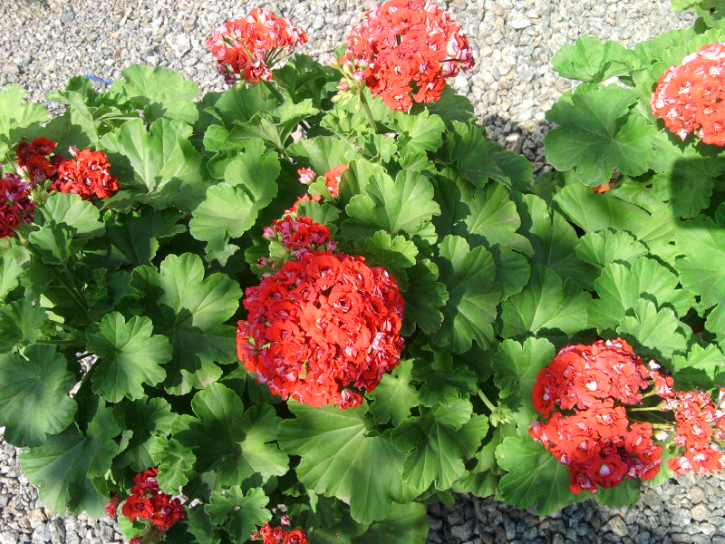 SP_A6875.jpg