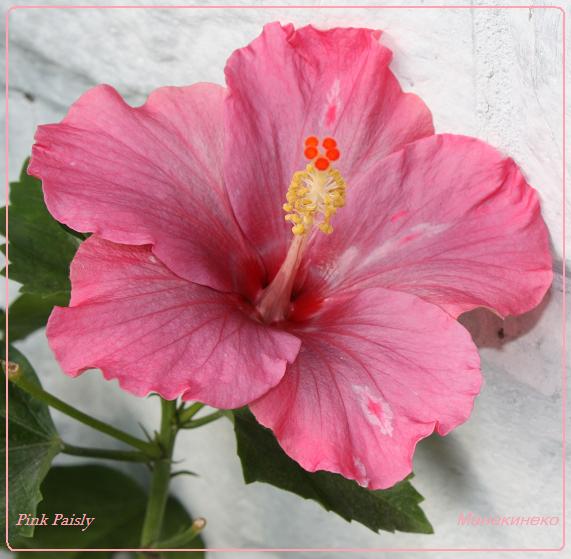 Pink Paisly с огурчиками.jpg