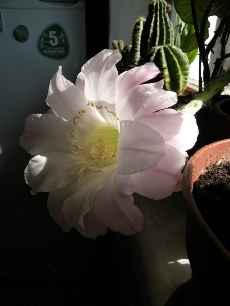 DSCN4087.jpg