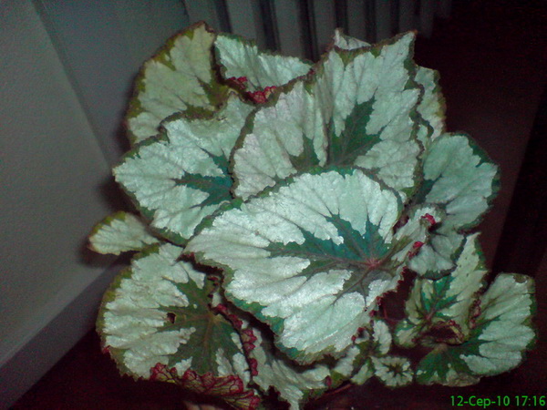DSC00339.jpg