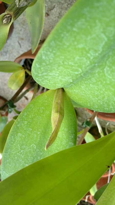 Cattleya luteola.jpg