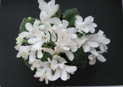 Lunar Lily White