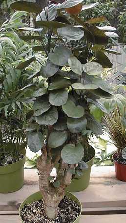 Polyscias Scutellaria.jpg