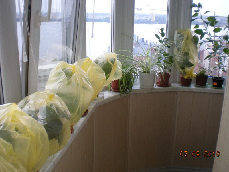 цветы 060.jpg