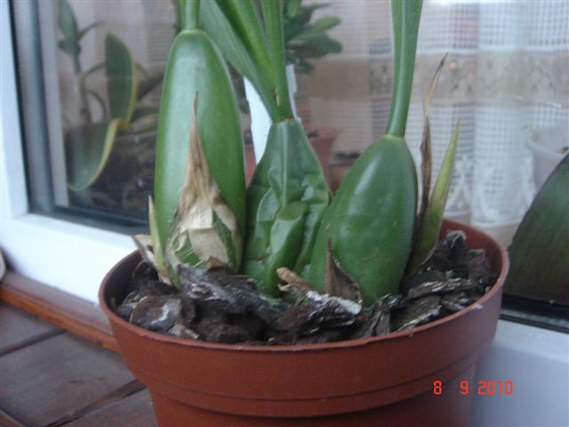 DSC00914.JPG